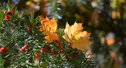 Close-up of maple leaves on tree during autumn