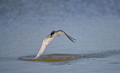 Bird flying over lake