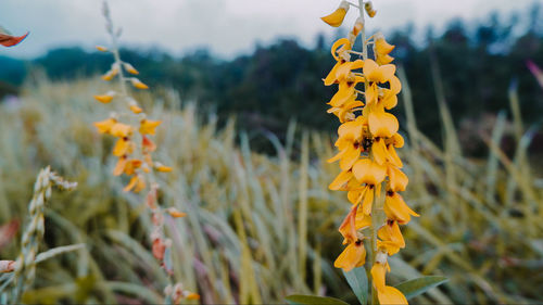 Close-up of yellow flowering plant on field