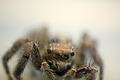 Close-up of spider