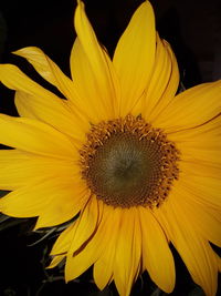 Close-up of sunflower blooming against black background
