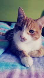 Close-up of cat resting on bed