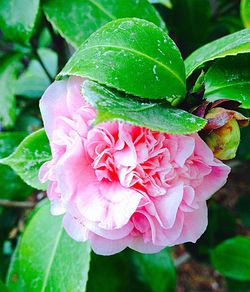 Close-up of pink flowers