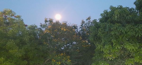 Low angle view of plants against sky