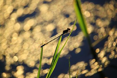 Close-up of insect on plant