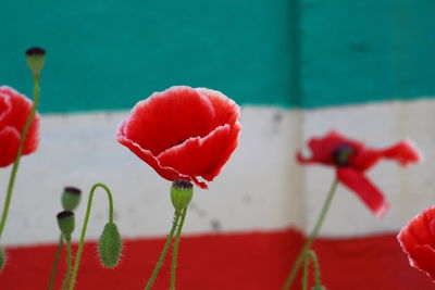 Close-up of red poppy flowers against wall