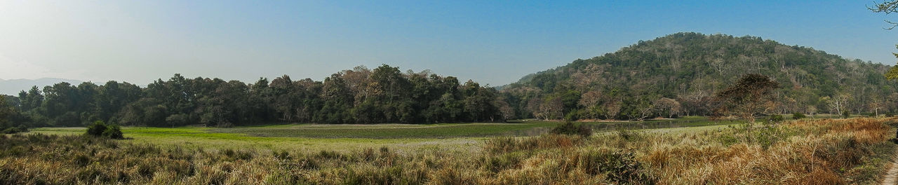 Scenic view of agricultural field against sky