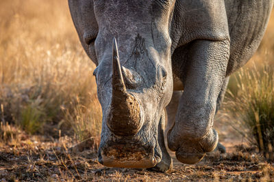 Low section of elephant in a field