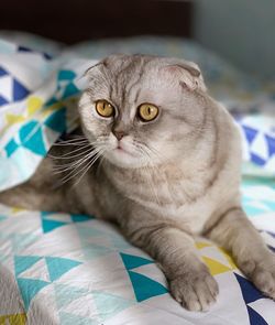 Close-up portrait of a cat