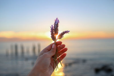 Cropped hand holding lavender over a beach sunset 