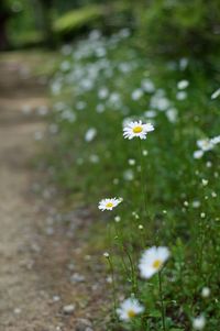 Close-up of white daisy flowers
