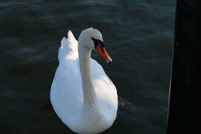 Swan swimming in lake