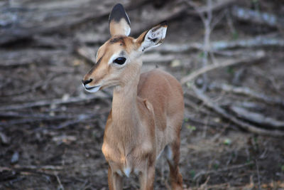 Close-up of deer standing on field