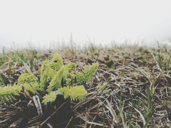 Close-up of plants growing on field against clear sky