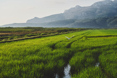 Scenic view of agricultural field against sky