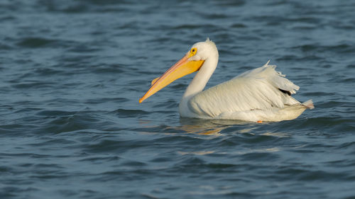 Close-up of an american pelican swimming in the water