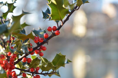 Close-up of berries growing on tree