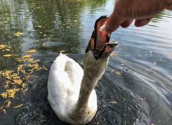 Close-up of hand feeding swan in lake
