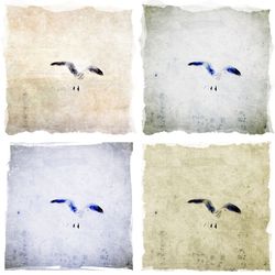 Birds flying over white background