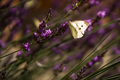 Close-up of butterfly pollinating on purple flower