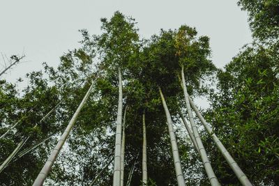 Low angle view of bamboo trees in forest