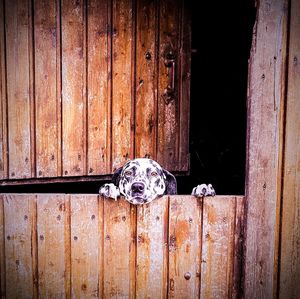 Dog peeking from behind wooden door