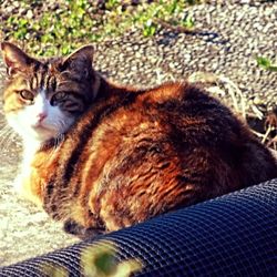 Cat resting on bed