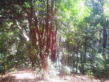 Sunlight streaming through trees in forest