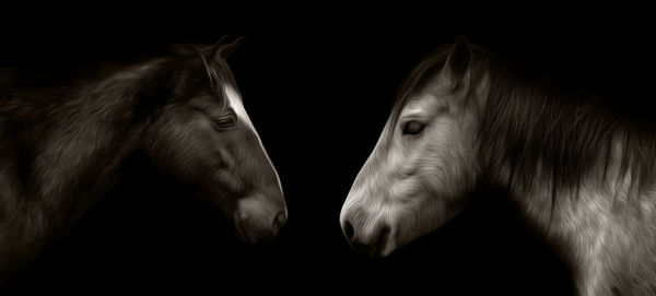 Close-up of horses against black background