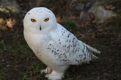Close-up portrait of white owl on field