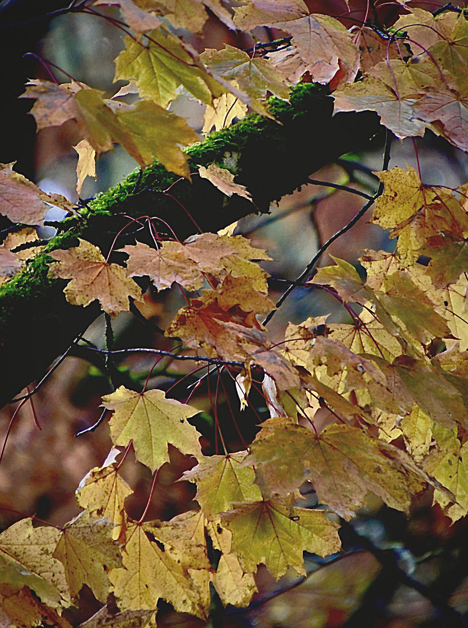 CLOSE-UP OF DRY LEAVES ON TREE