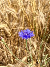 Close-up of purple flowering plant on field