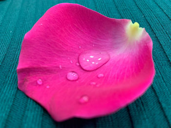 Close-up of raindrops on pink flower