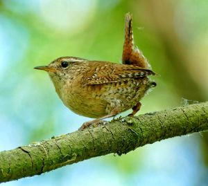 Close-up of bird perching on branch