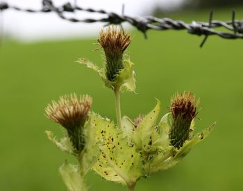 Close-up of flowers