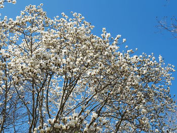 Low angle view of cherry blossom tree against blue sky
