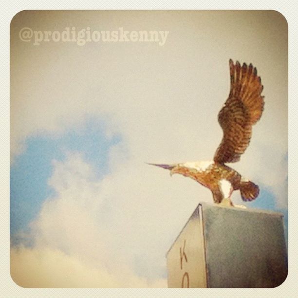 animal themes, bird, animals in the wild, wildlife, one animal, flying, spread wings, seagull, low angle view, copy space, no people, auto post production filter, mid-air, day, outdoors, animal representation, nature, perching, sky