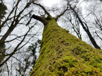 Low angle view of tree against sky