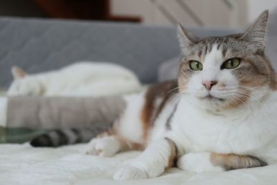 Portrait of cat lying on bed