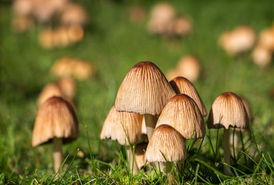 Close-up of mushroom growing on field