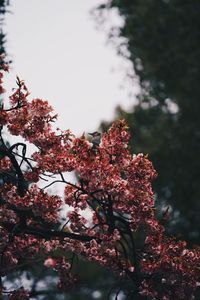 Low angle view of flowers growing on tree