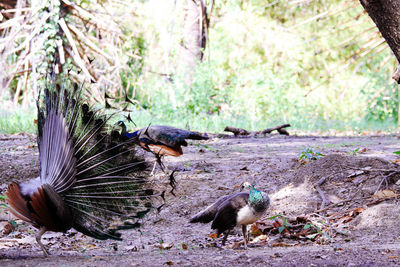 Birds in a forest