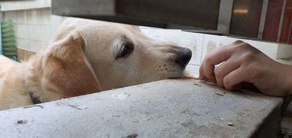 Close-up of person hand with dog