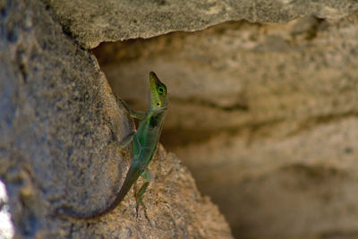 Close-up of green anole lizard hiding on rock