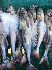 Directly above view of dead fish with ice at market