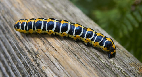 Close-up of caterpillar on wood