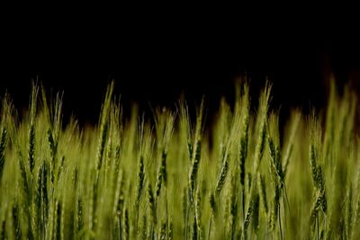 Close-up of wheat field