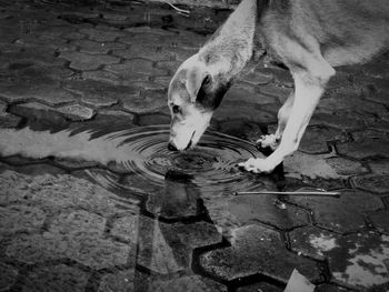 High angle view of dog drinking water