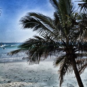 Palm trees on beach against sky