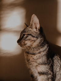 Close-up of a cat looking away